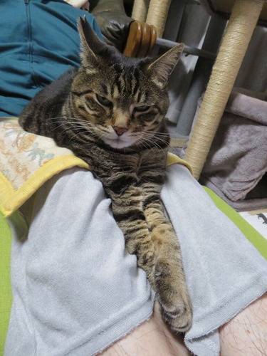 ななみ