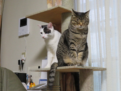 なな&かい