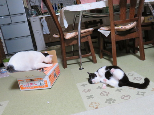 2021ǯ18ߤȢ˥ƥ󥷥⤯