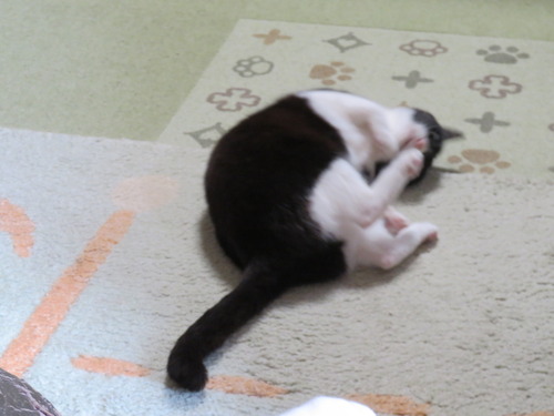 ゴロンして