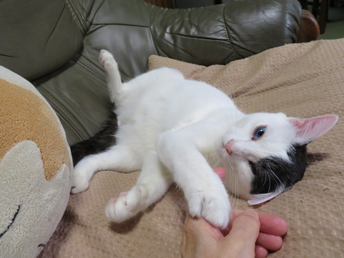 あまカミ