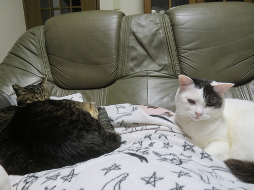 �������ʤʡ�����