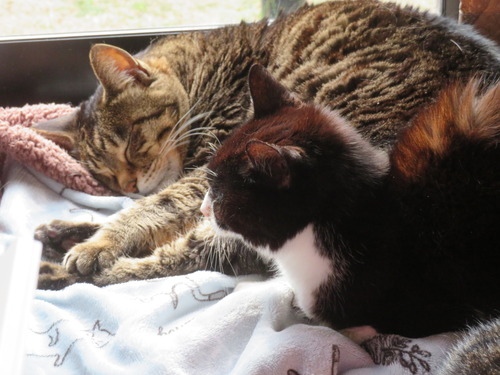 �ɤʤʤߡɤˤԤä���