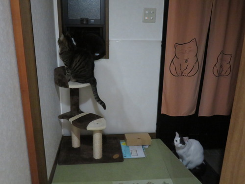 なな&うみ&かい