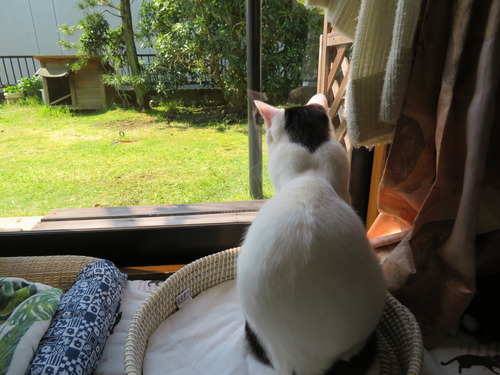 その後もかいは