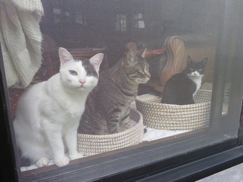 3ショットに