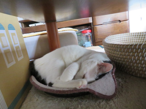 かいは