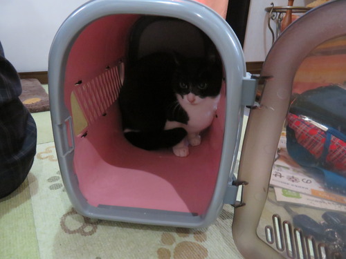 戻っちゃった
