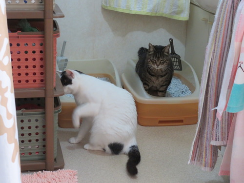 チッコ