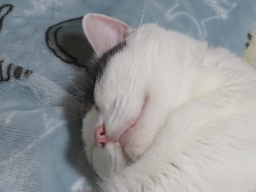 ���������ԡ�