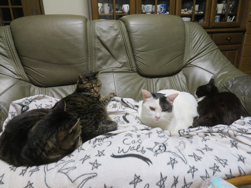 �򤷤�������å�