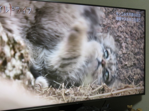 マヌルネコ