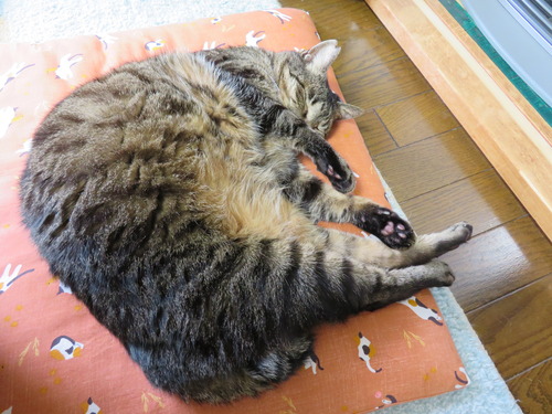 たくみ
