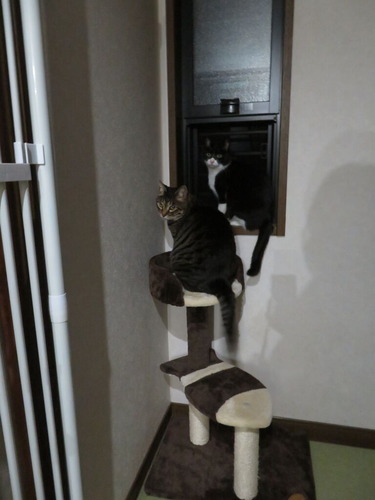 夜