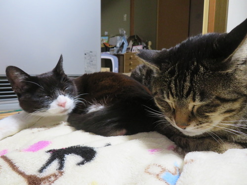 ���ȡ�����