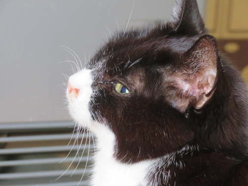 �ƥ�Ӹ��Ƥ��