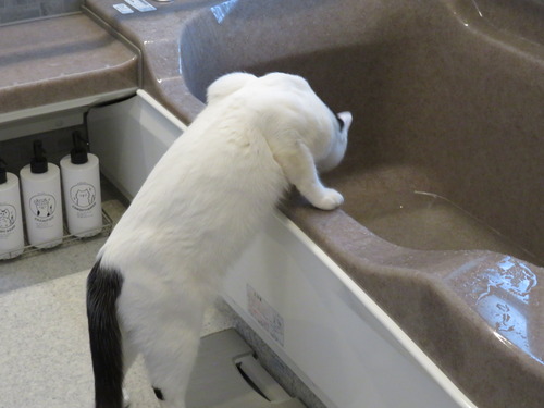 風呂の水