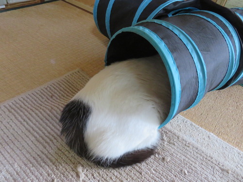 オチリ