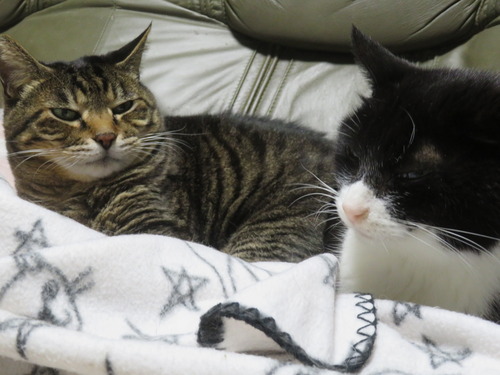 ����Υ��ƥ���ޥ�