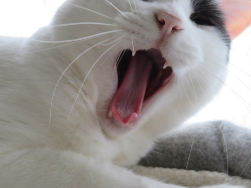 ふぁ〜