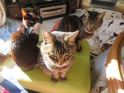 ���奦���奦