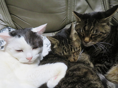 �ʤʡ�����������