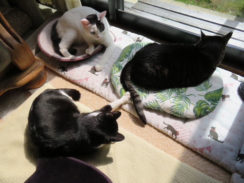 2020ǯ315ʤʷ˥祤祤