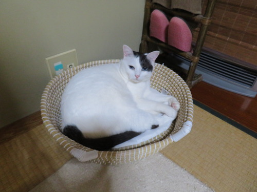 ここに居た