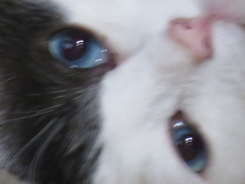 更にズームで