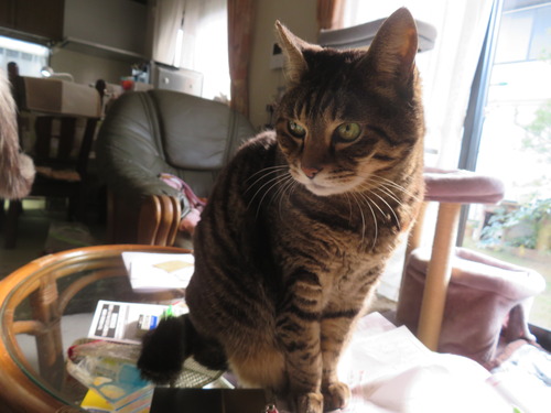 ��θ����