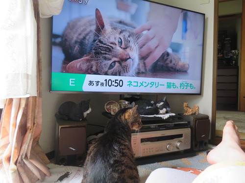 たくみ