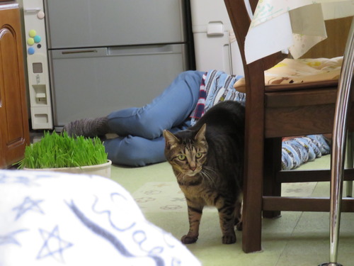 お父ちゃんと一緒にゴロン