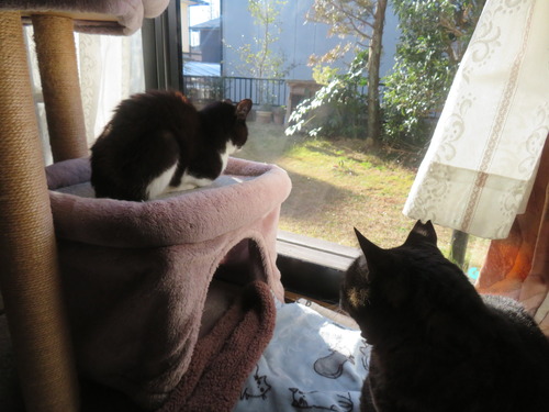 ����٥åȤ�