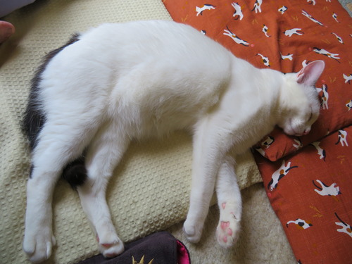 どうしたの?
