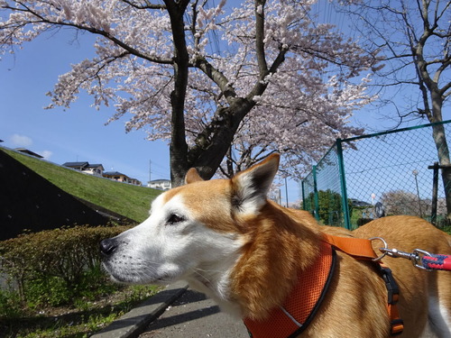 �ɤ�礦�ɤȺ�