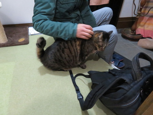 ナデナデ
