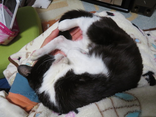 ɨ�ξ�ǥ��å�����