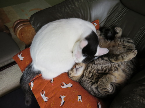 10ななみの所に行ってカプッ