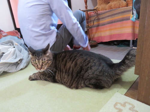 撫でなで待ち