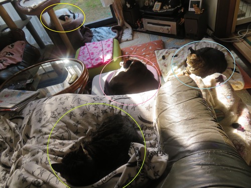 �ߤ�˥�Τ��뿲������