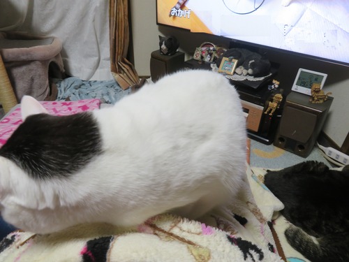 �ɤ����ɤ���