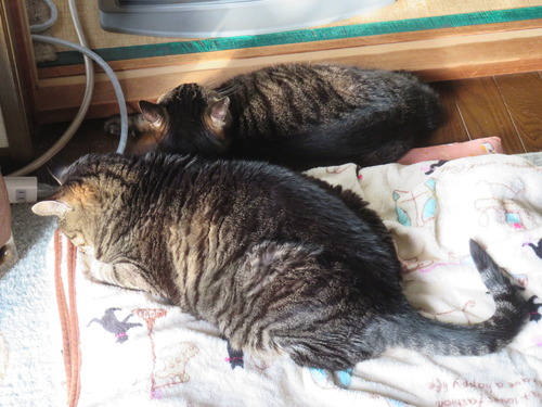 ���ȡ�����