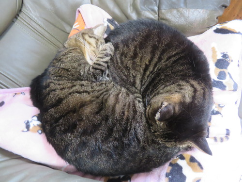 �ʤʡ�����