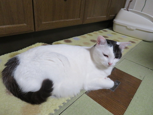キッチンでマッタリ