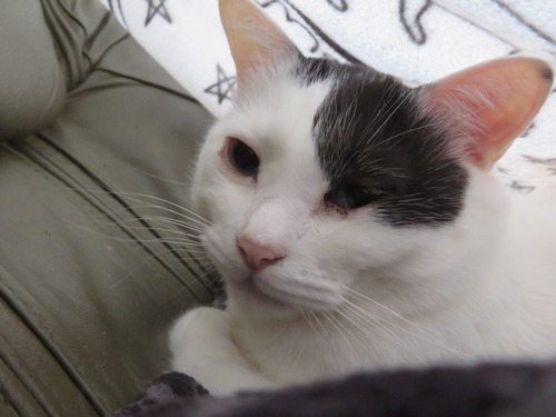 かい