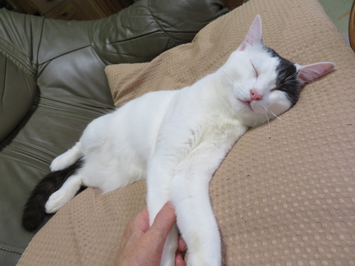 お母ちゃんと密