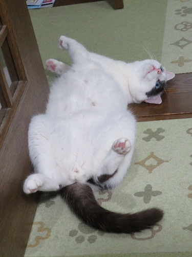 暑かったの?