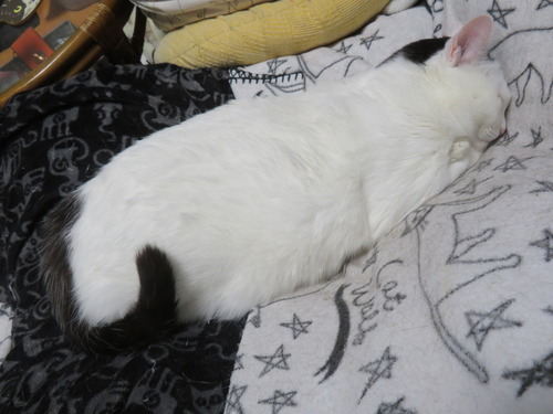 突っ伏してる