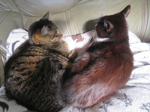 ����������