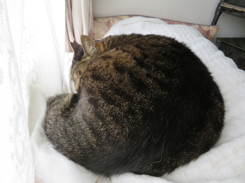 たくみ